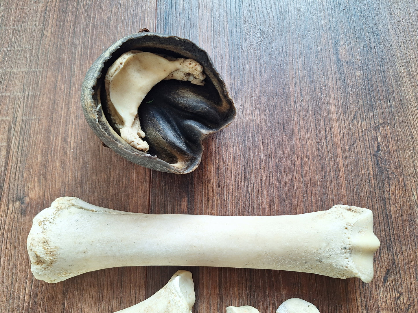Horse lower leg bone sets