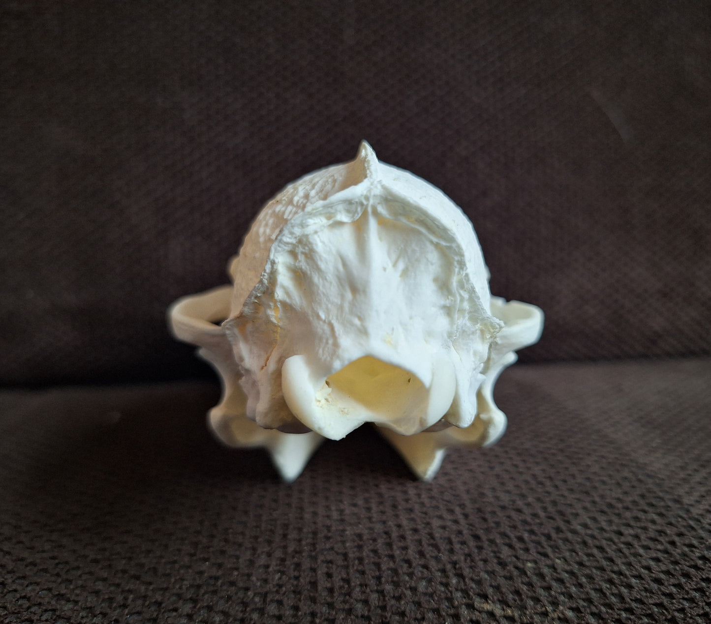 Raccoon dog skull