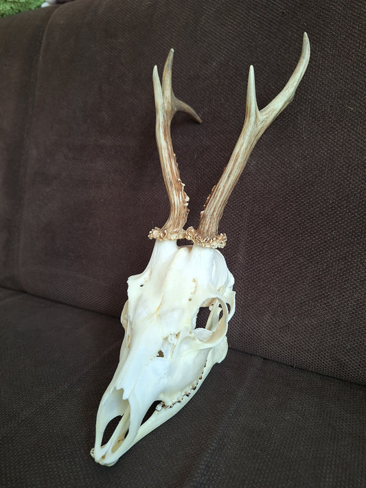 Roe buck skull #1