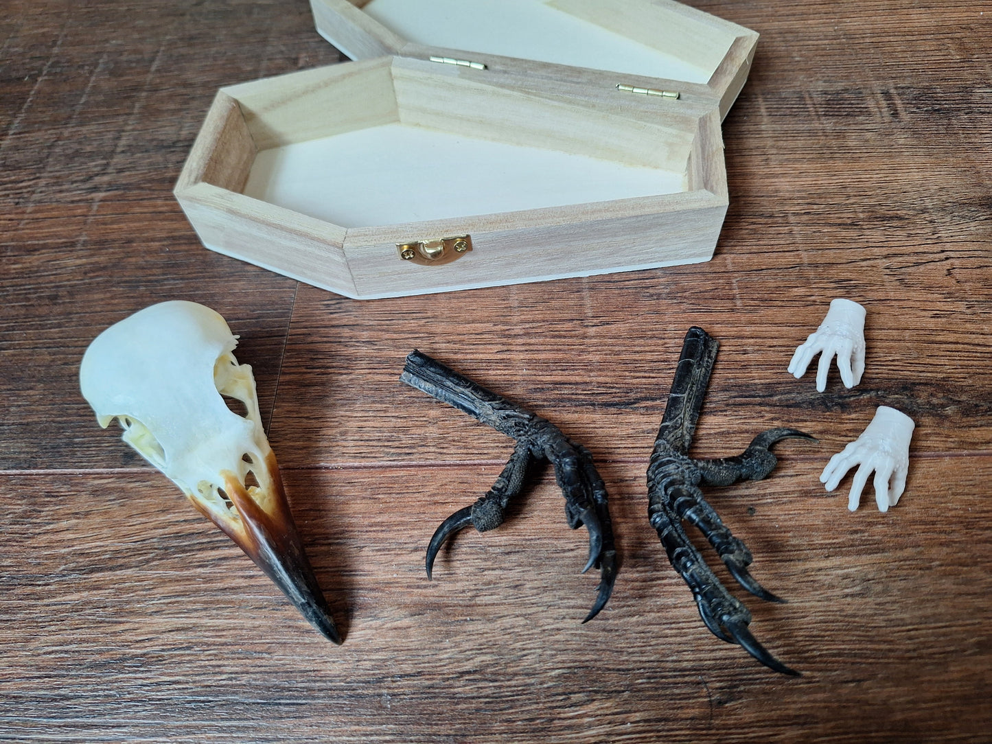 Crow skull and claws set in coffin