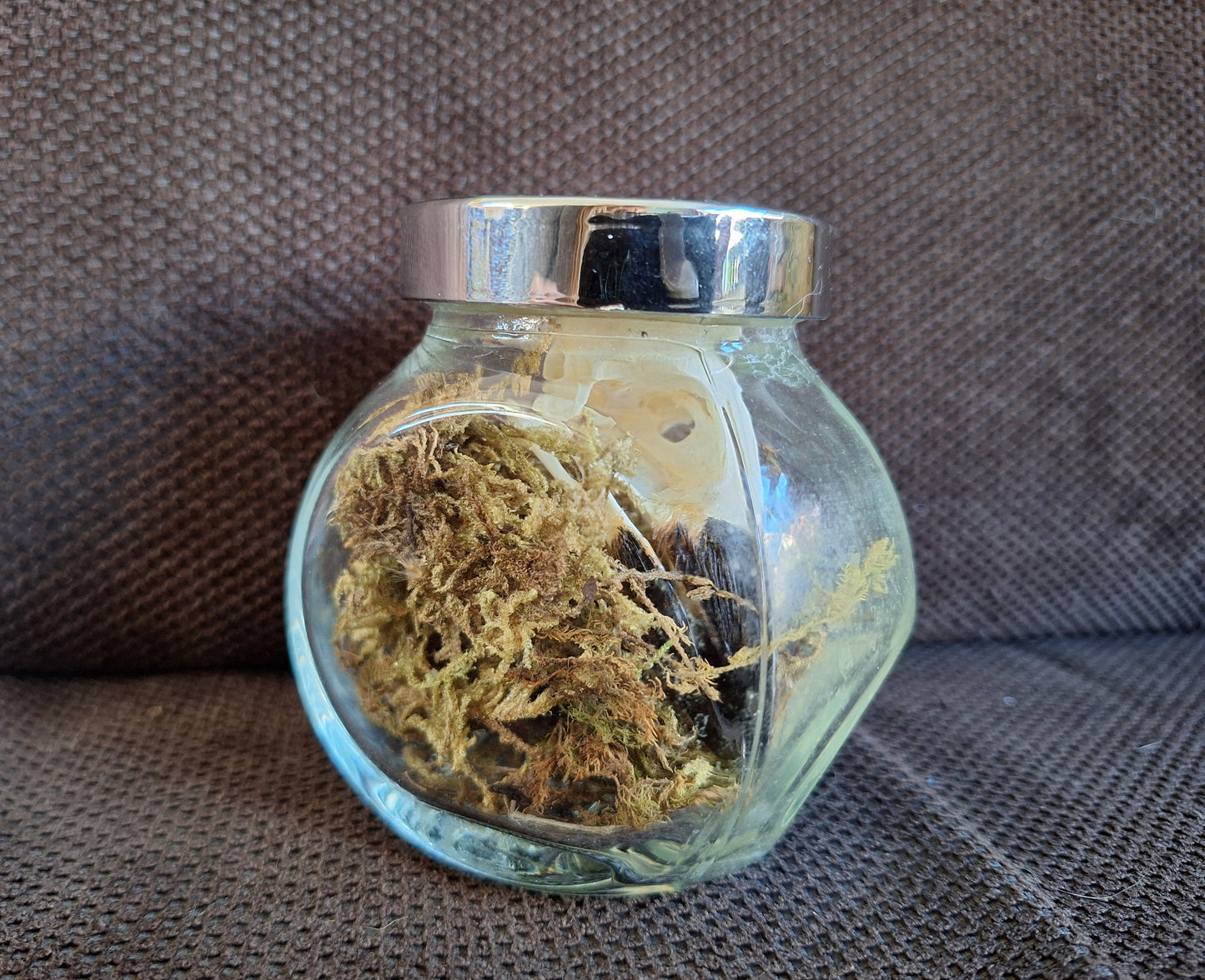 Jackdaw skull in glass jar