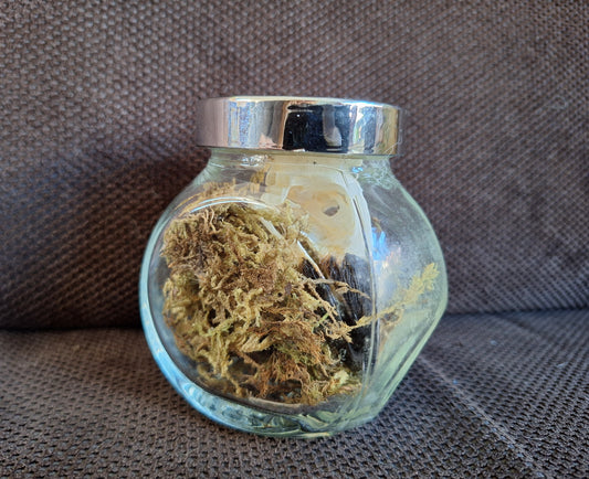 Jackdaw skull in glass jar