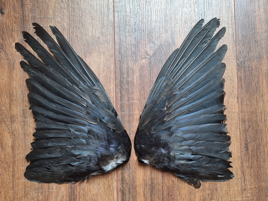 Crow set of wings #32