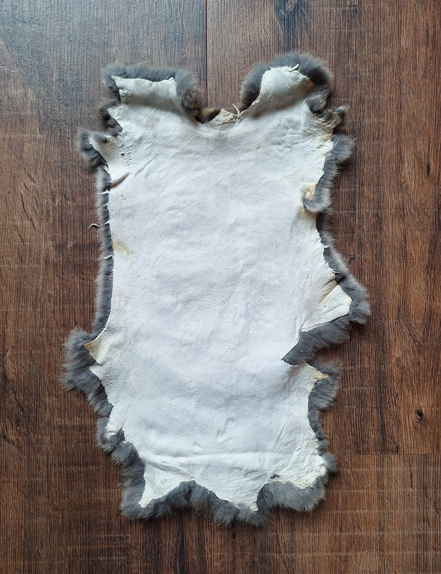 Rabbit hide #11