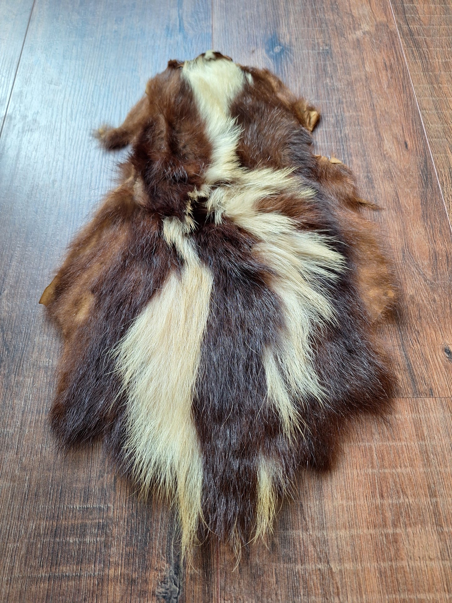 Skunk hide #5