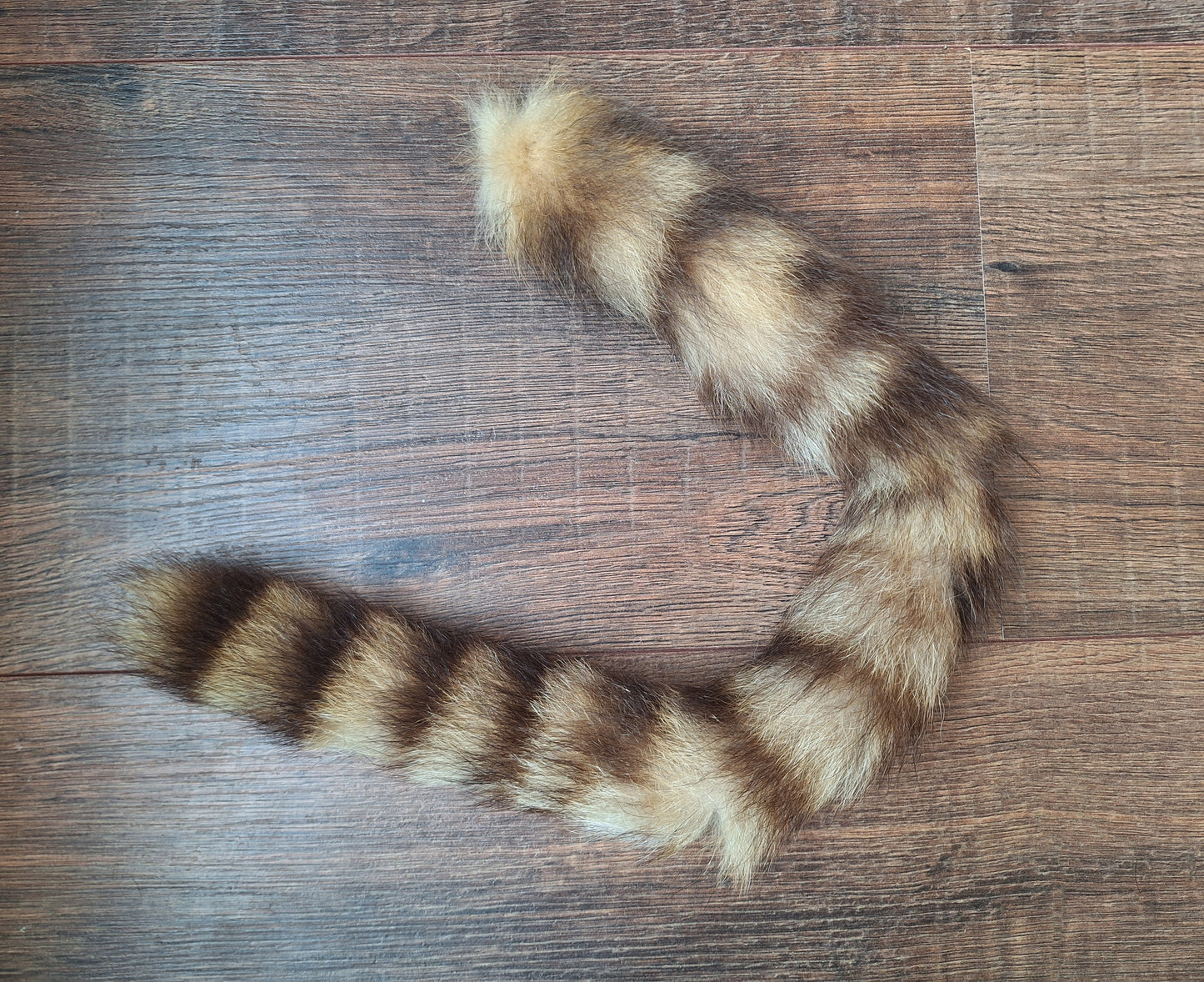Raccoon tail preparation