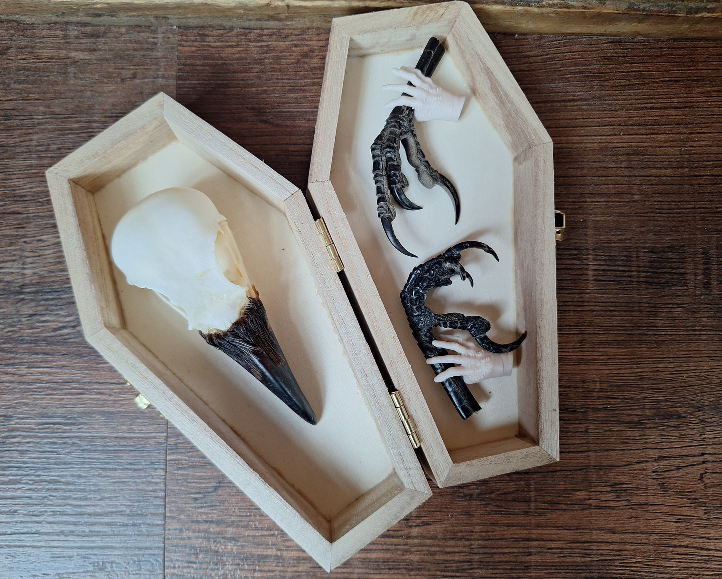 Crow skull and claws set in coffin