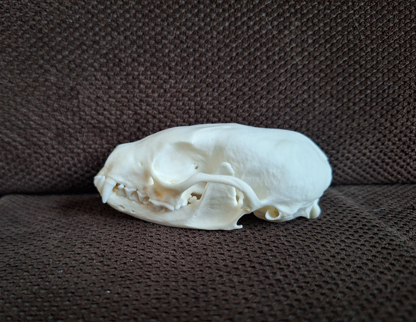 Stone marten skull #3