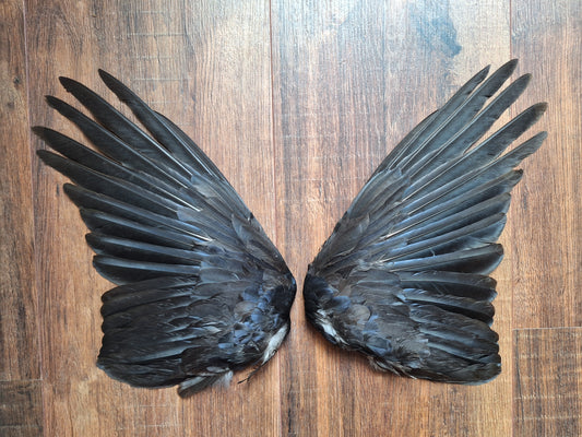 Crow set of wings #31