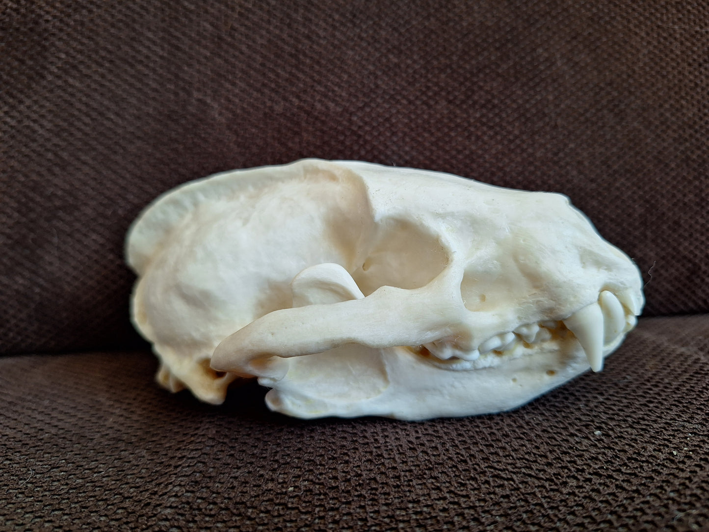 Badger skull #10