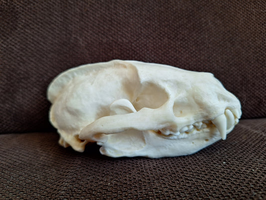 Badger skull #10