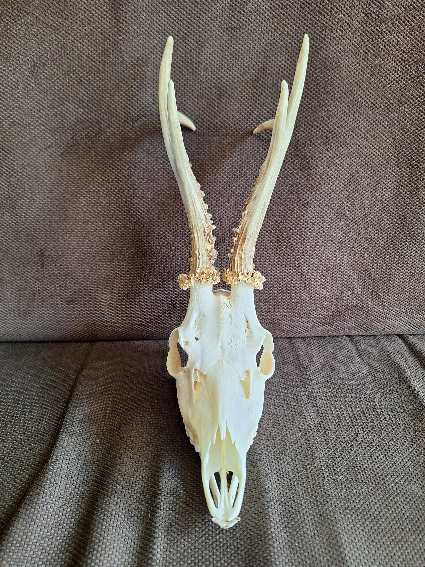 Roe buck skull #4