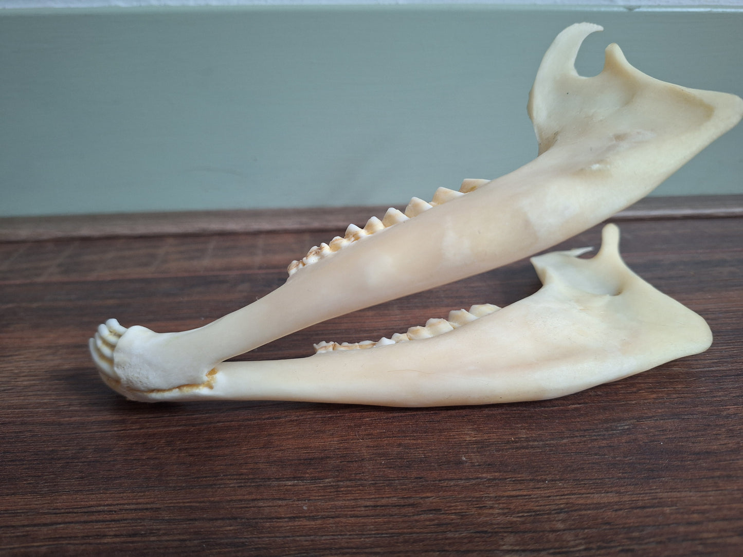 Muflon lower jaw