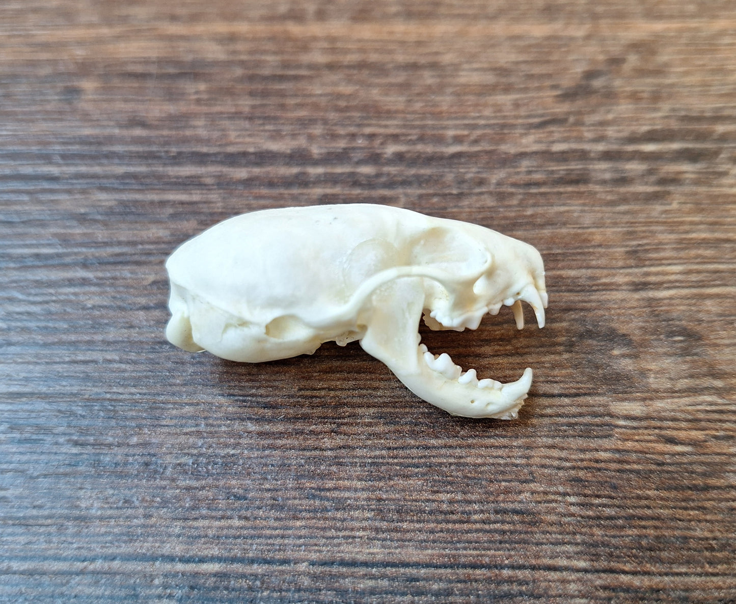 Stoat skull