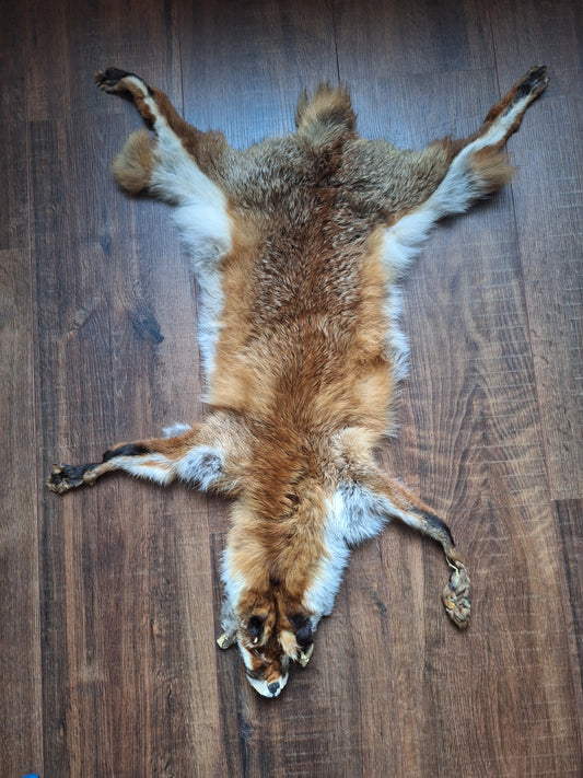Red fox hide #32, B-quality