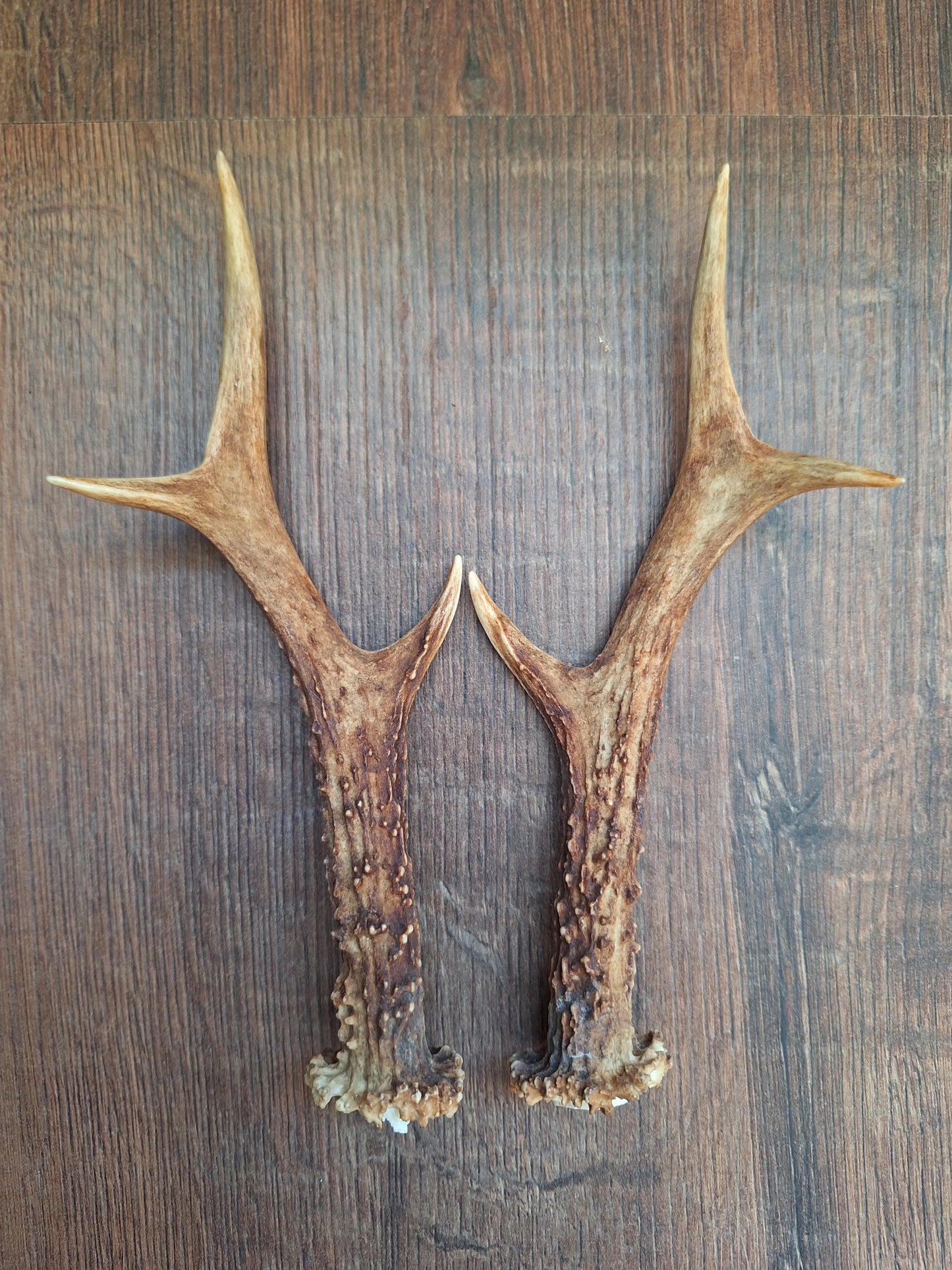 Roe deer antlers, set of two
