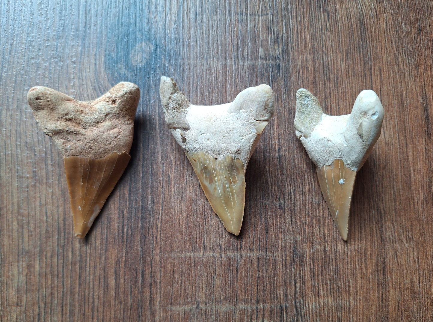 Fossilized shark teeth, large