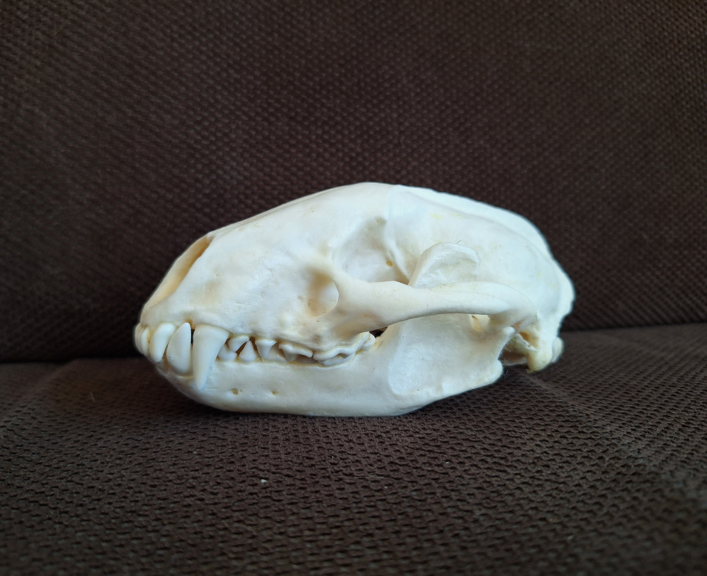 Badger skull #8