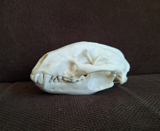 Badger skull #8