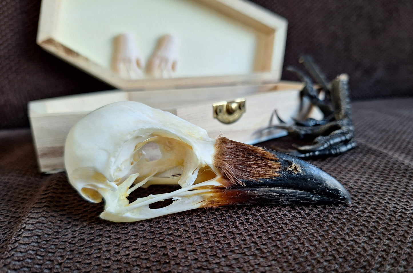 Crow skull and claws set in coffin