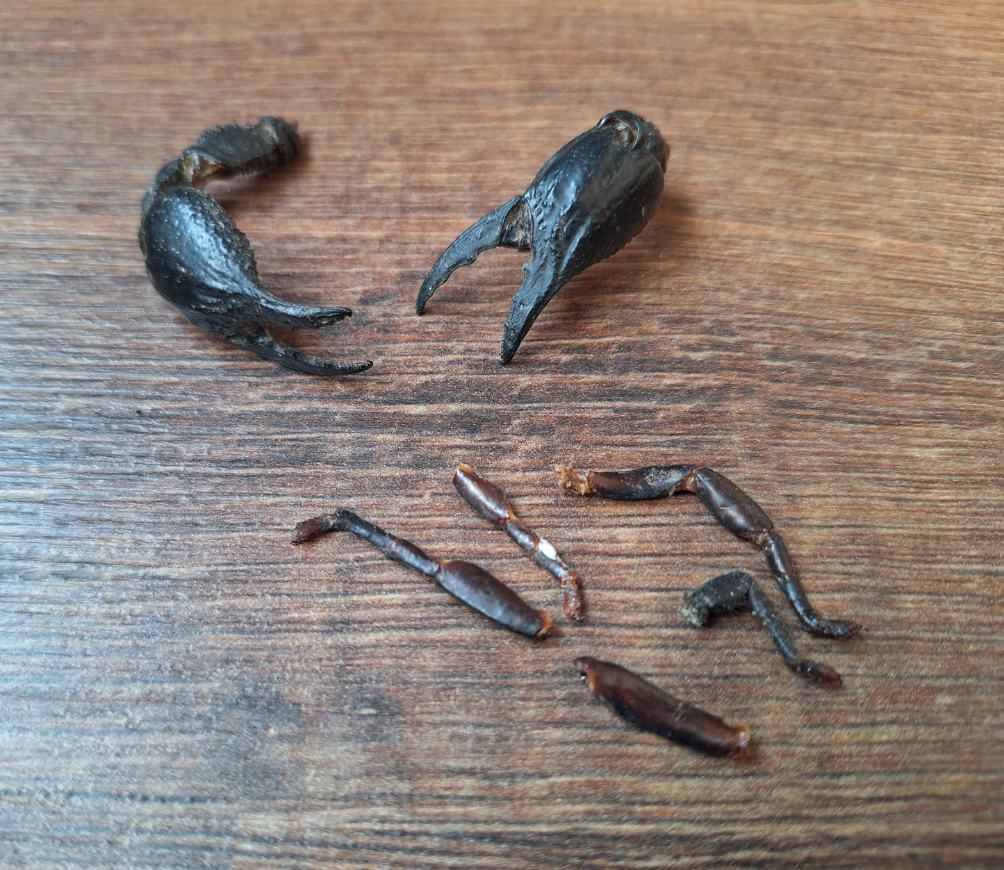 Scorpion claws in glass jar