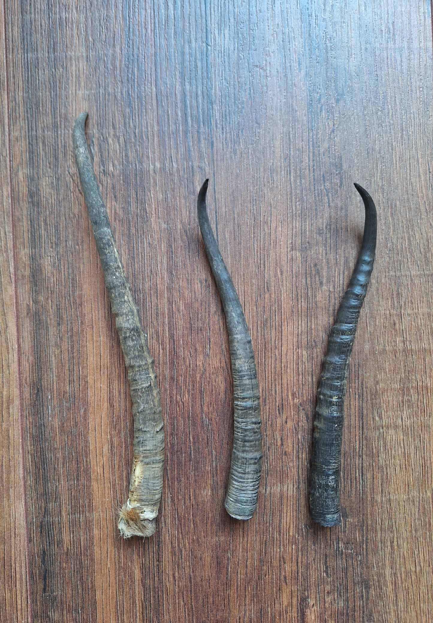 Dorcas gazelle horns, single