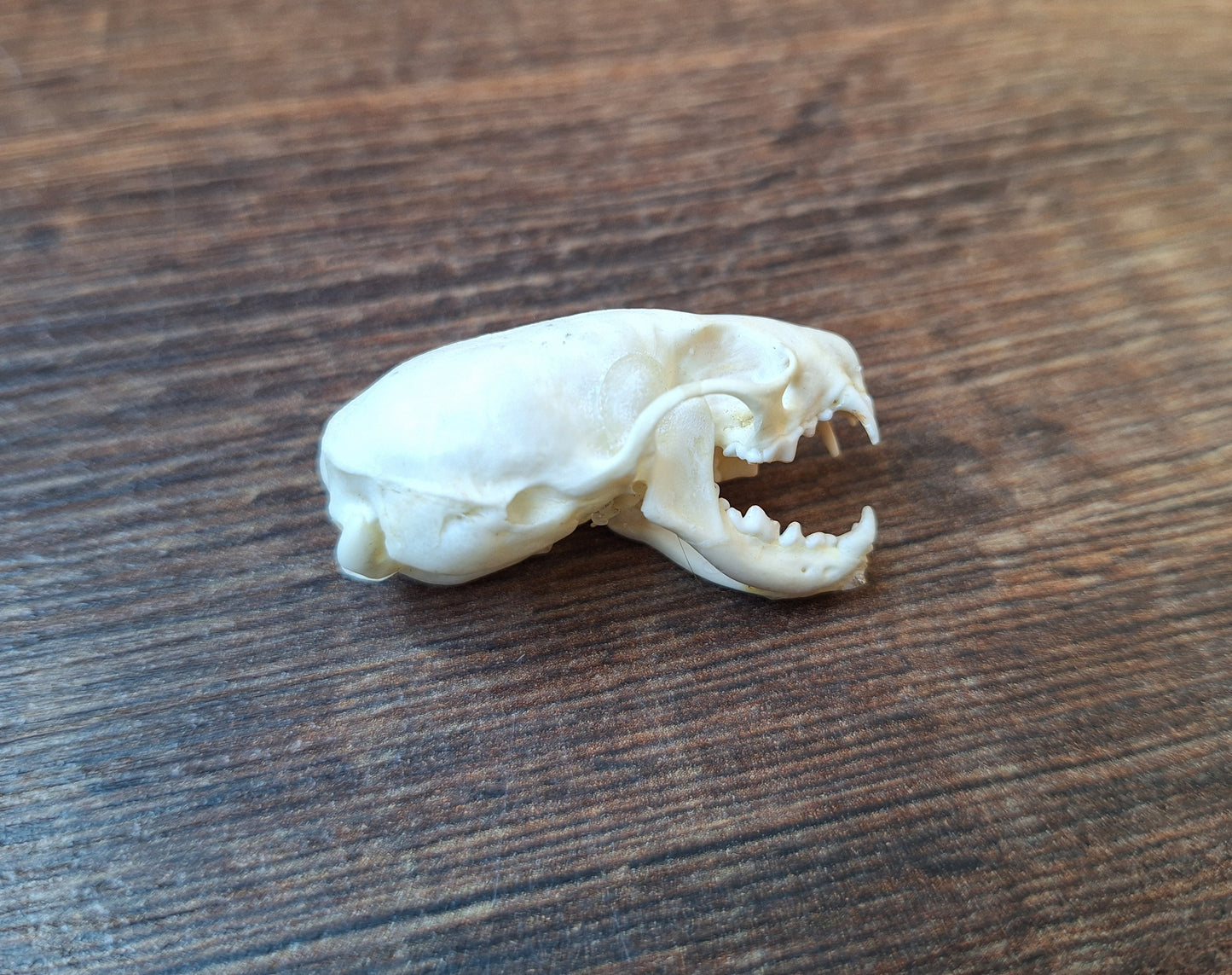 Stoat skull