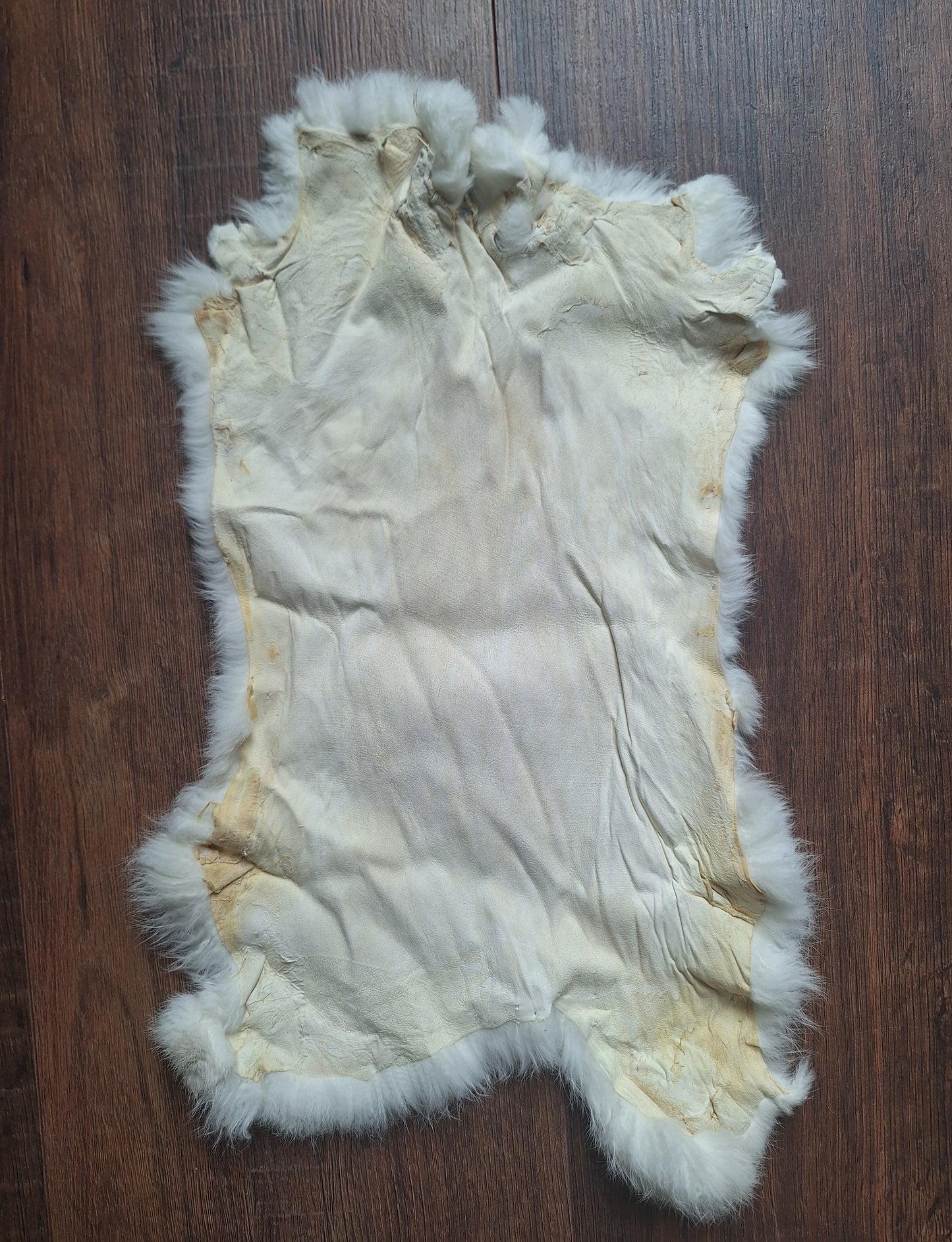 Rabbit hide #25