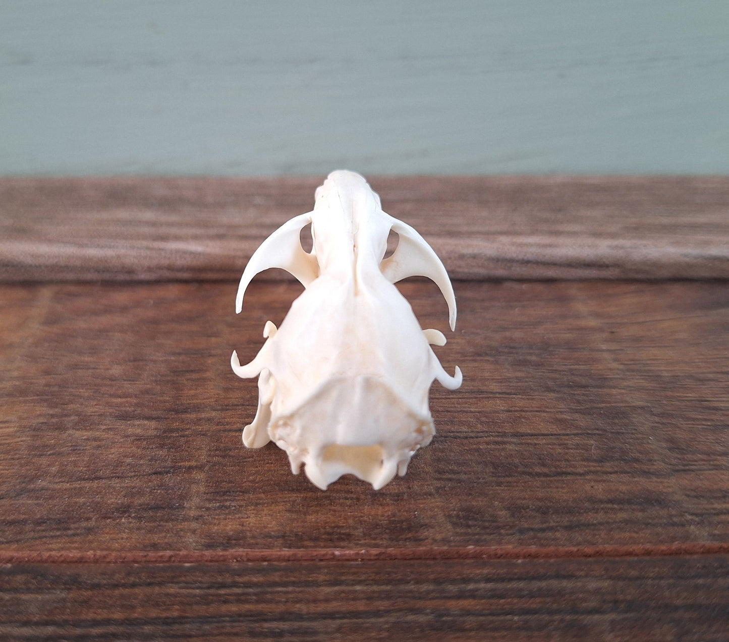 Gold hamster skull