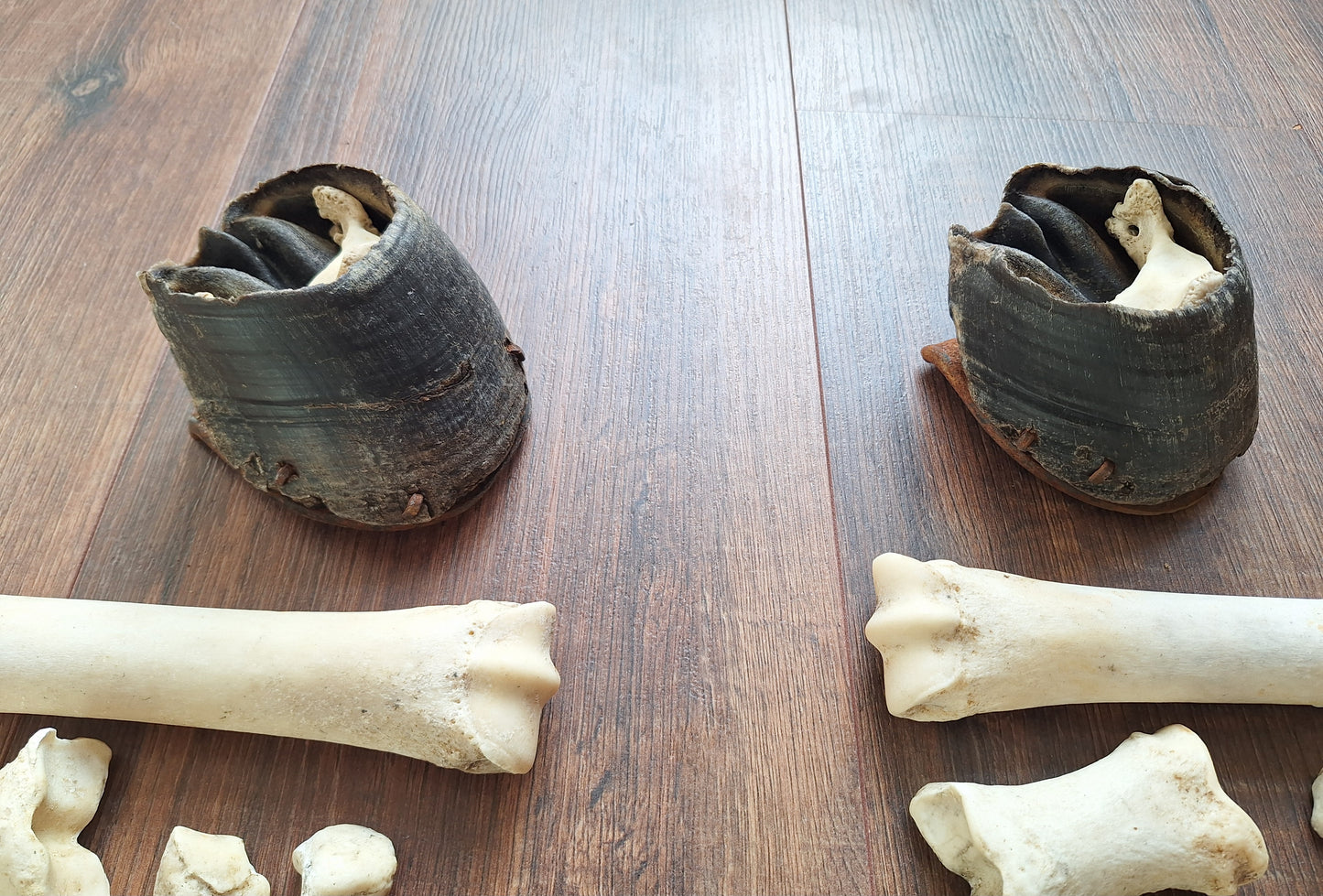 Horse lower leg bone sets