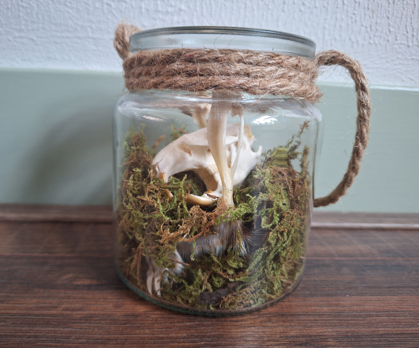 Musk rat set in glass jar