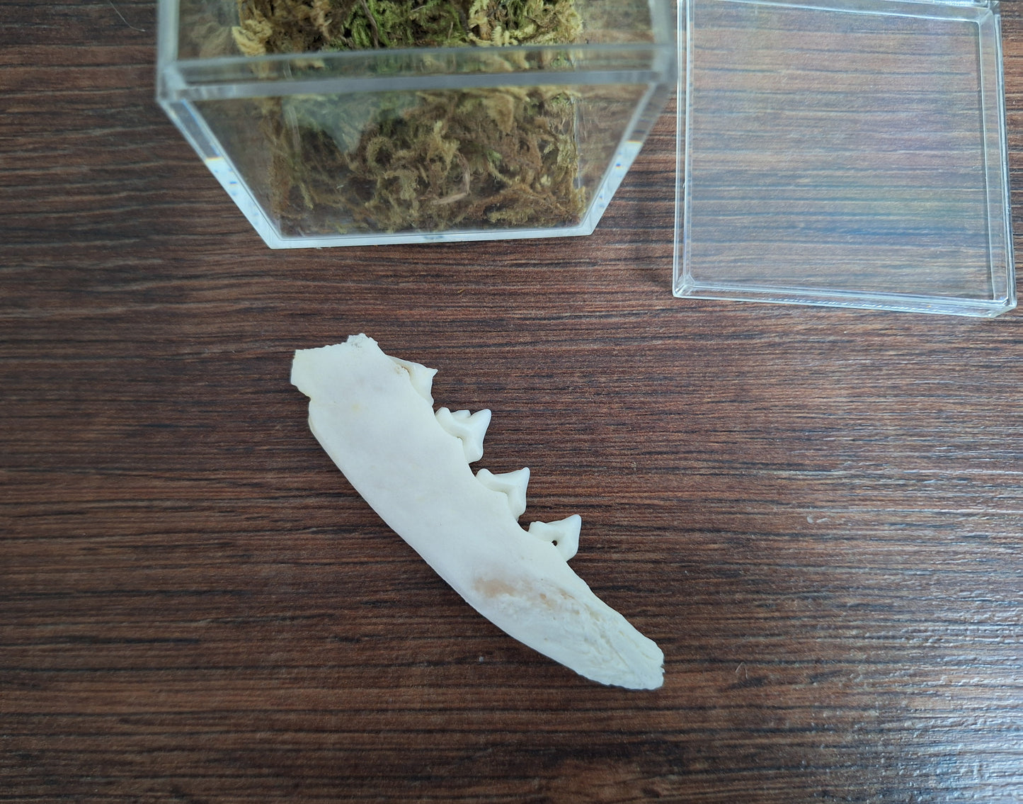 Fox lower jaw, B-quality, in display cube