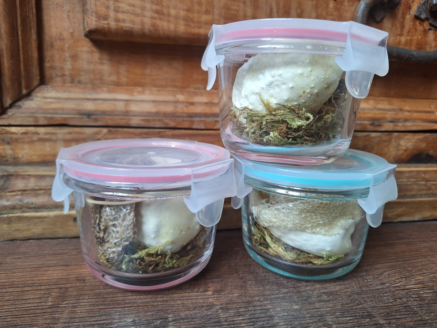 Snake set in glass jar