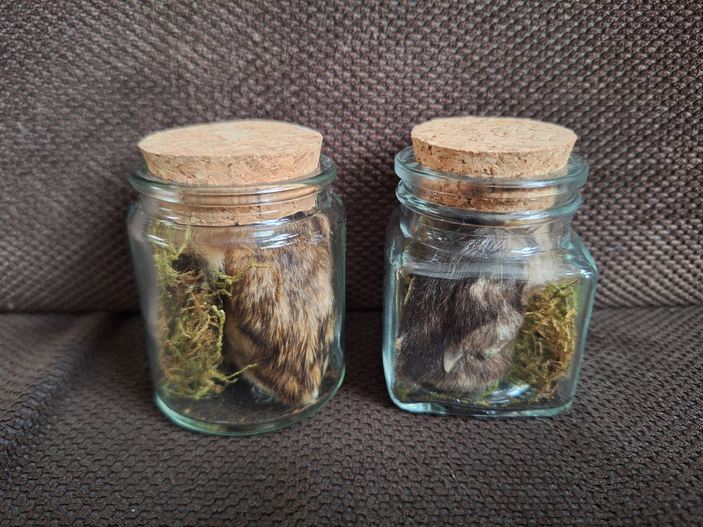 Fox paws, B-quality, in glass jar