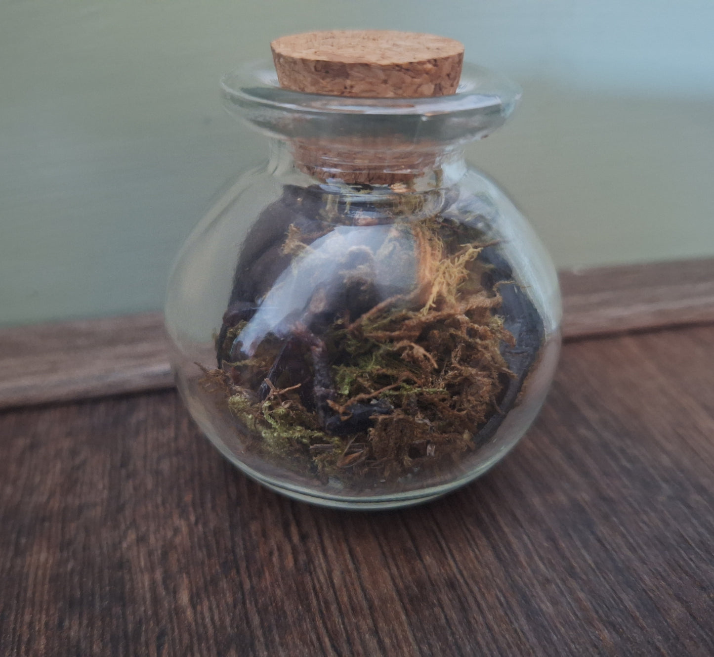 Scorpion claws in glass jar