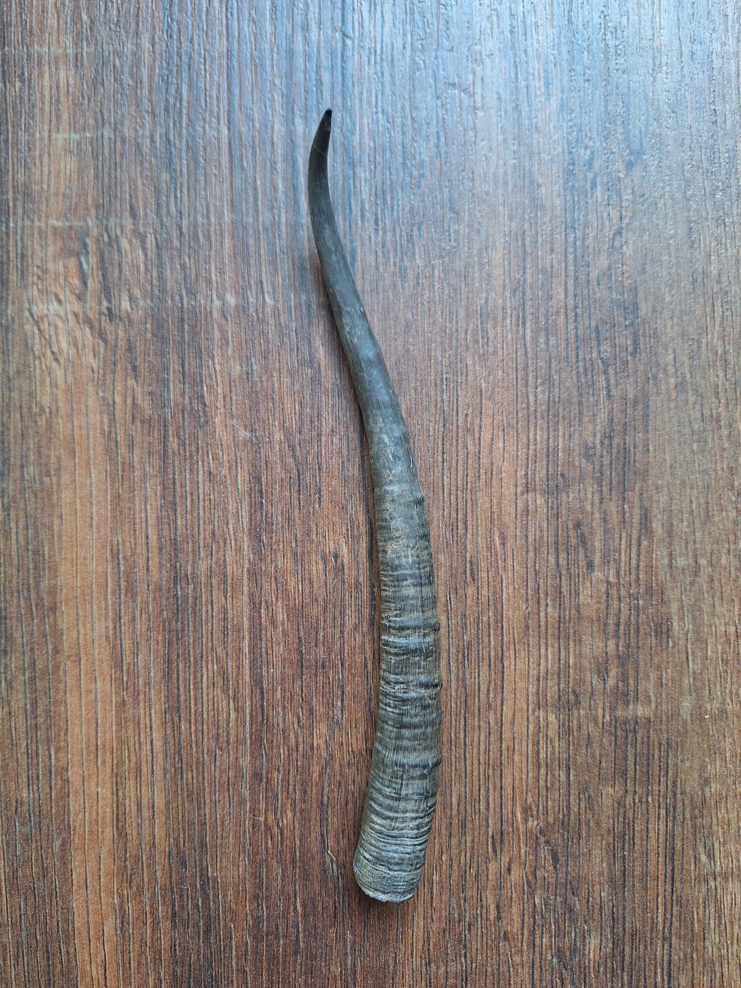 Dorcas gazelle horns, single