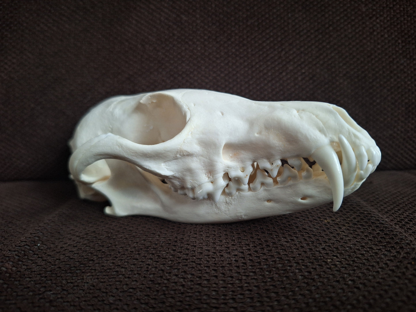 Fox skull #24