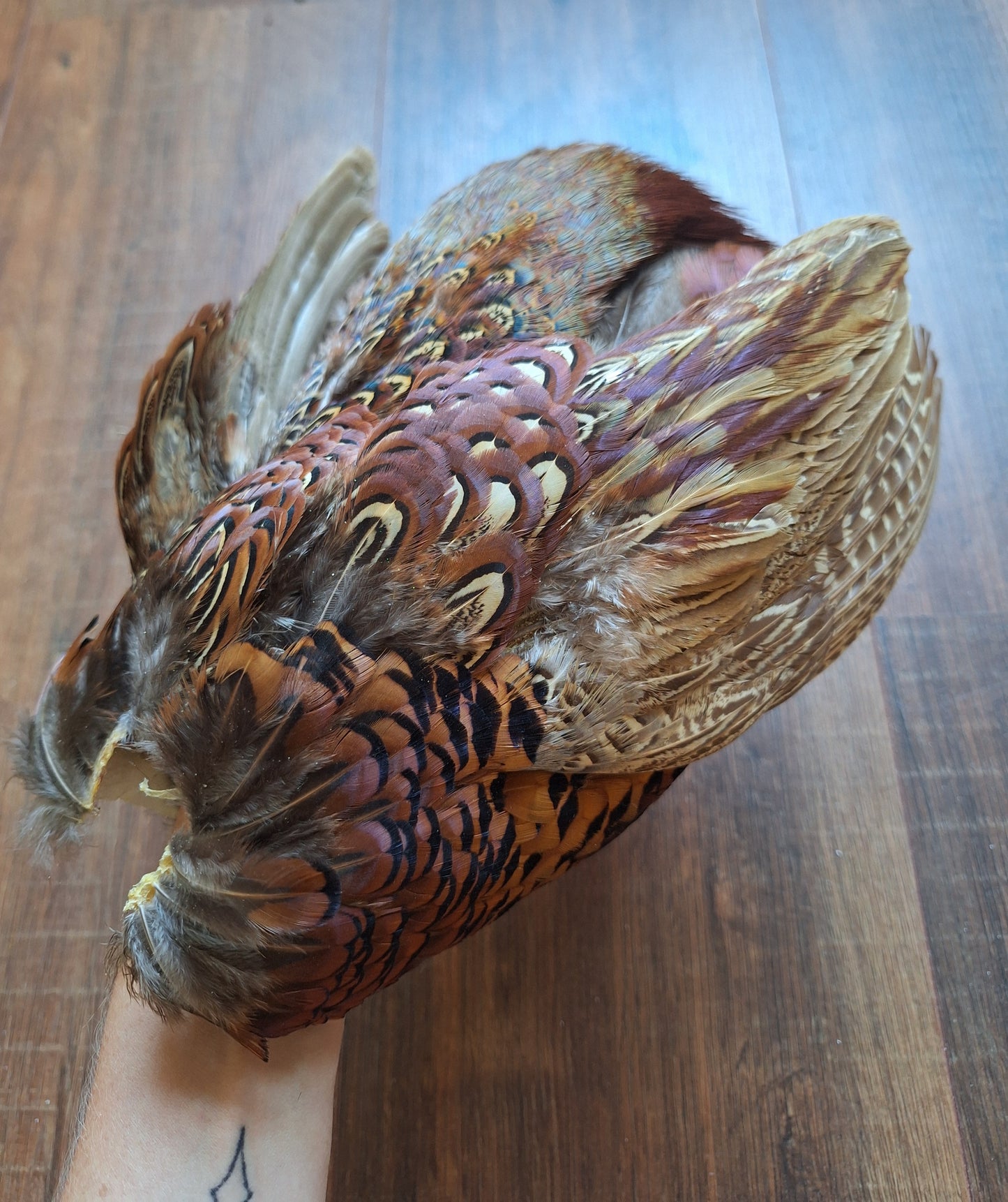 Pheasant skin
