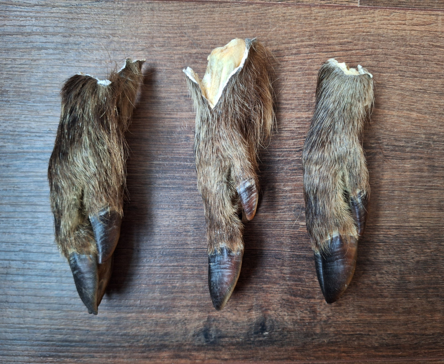Wild boar lower legs