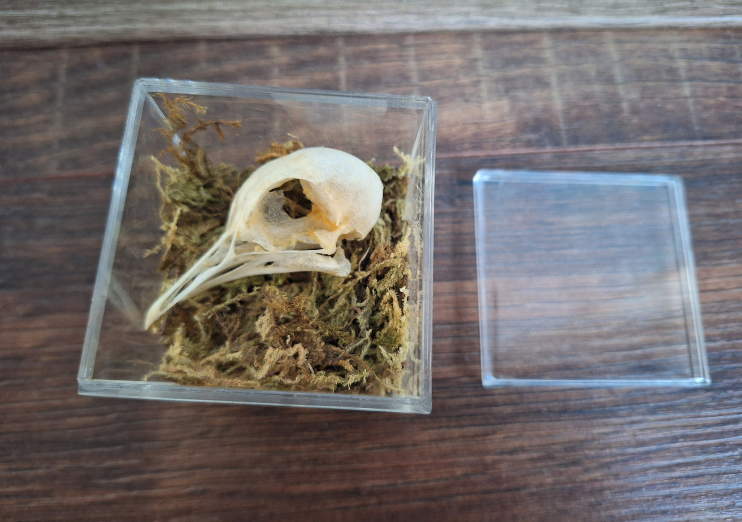 Wood pigeon skull in display cube