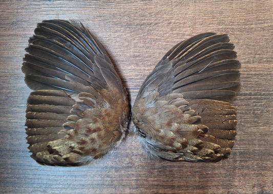 Quail set of wings