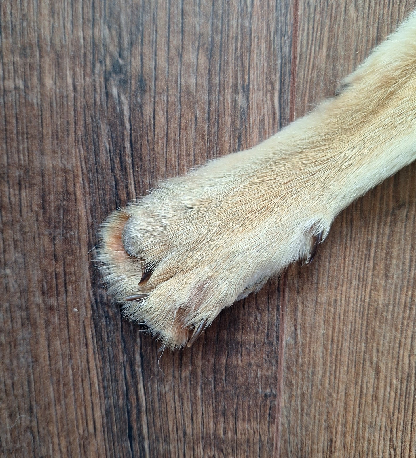 Black-backed jackal hide crafting piece