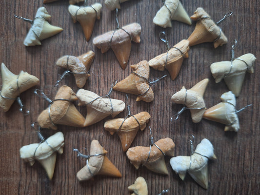 Shark tooth pendant