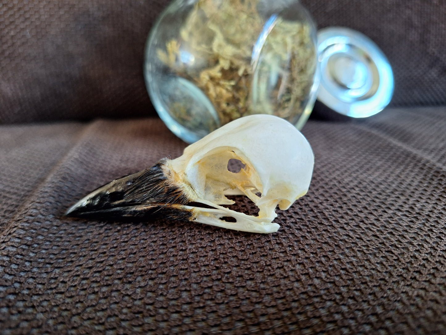 Jackdaw skull in glass jar