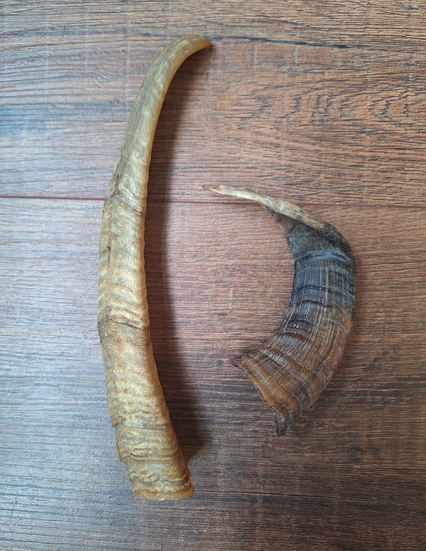 Sheep horns