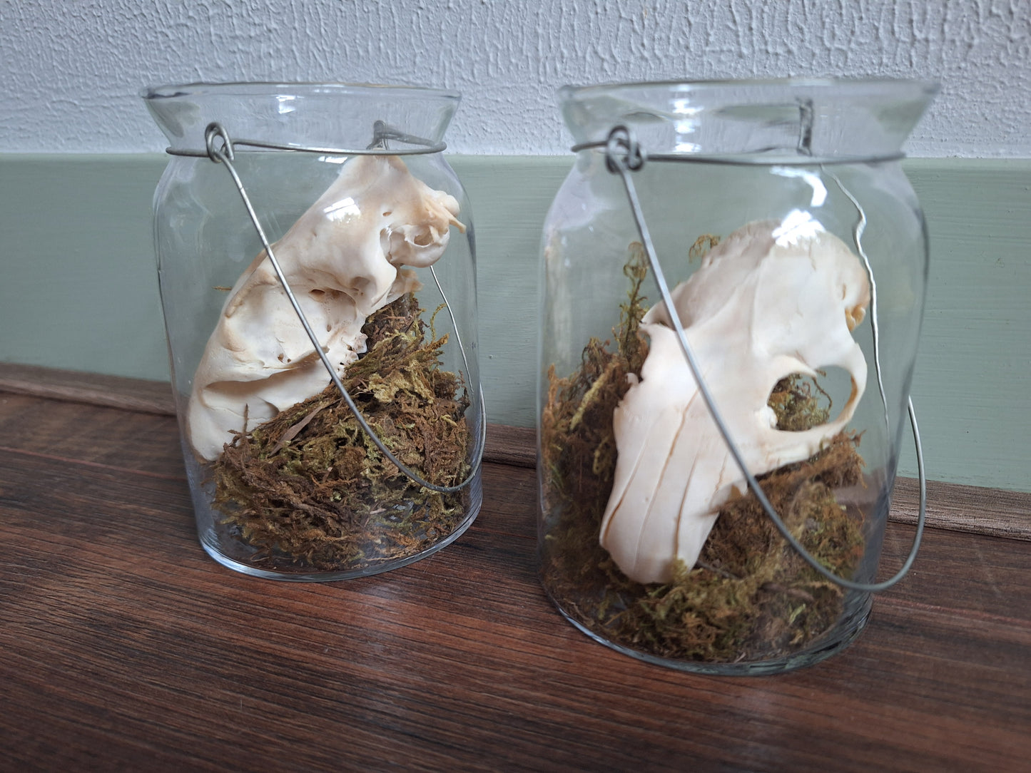 Alpine marmot upper skull, B-quality, in glass jar