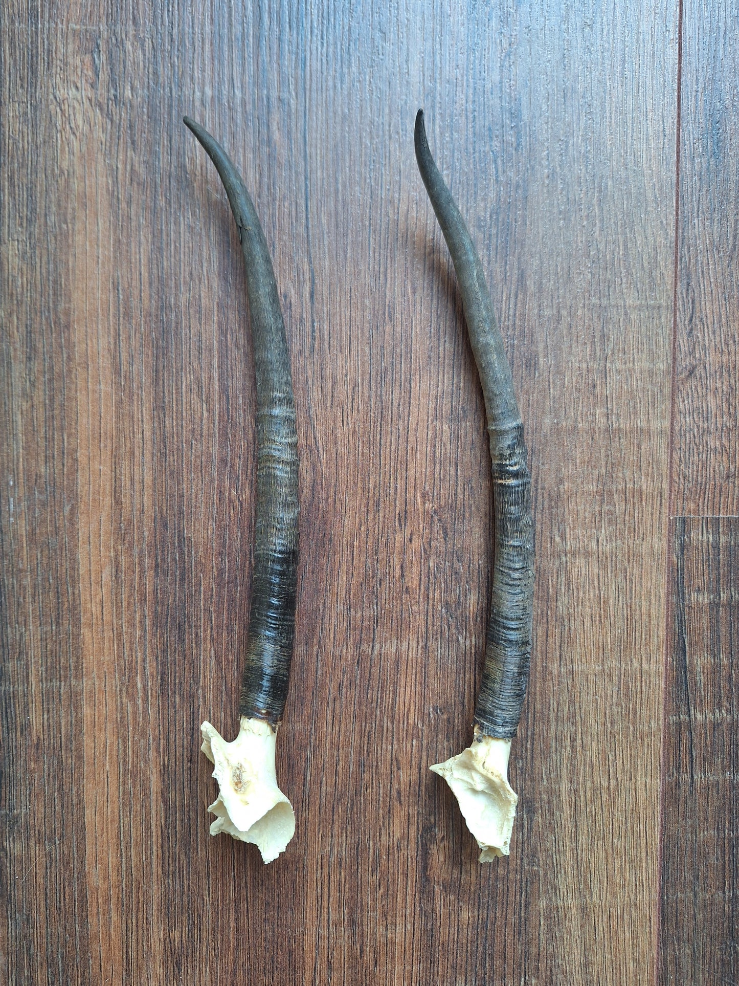 Dorcas gazelle horns, set of 2