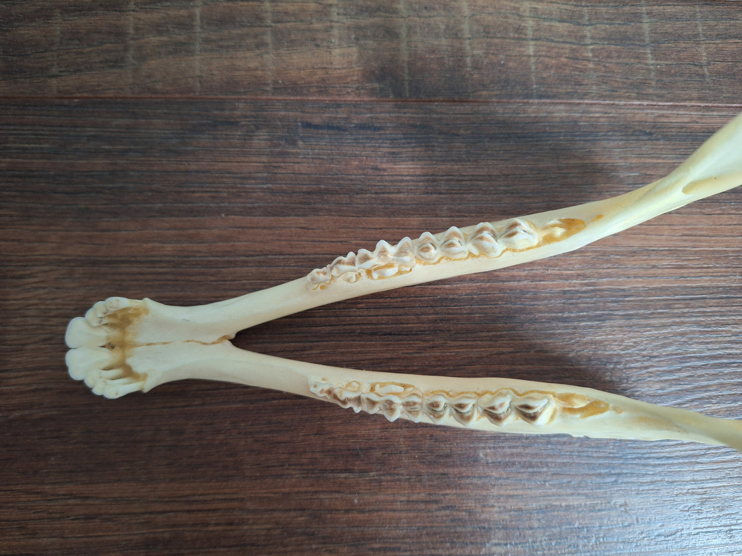 Muflon lower jaw