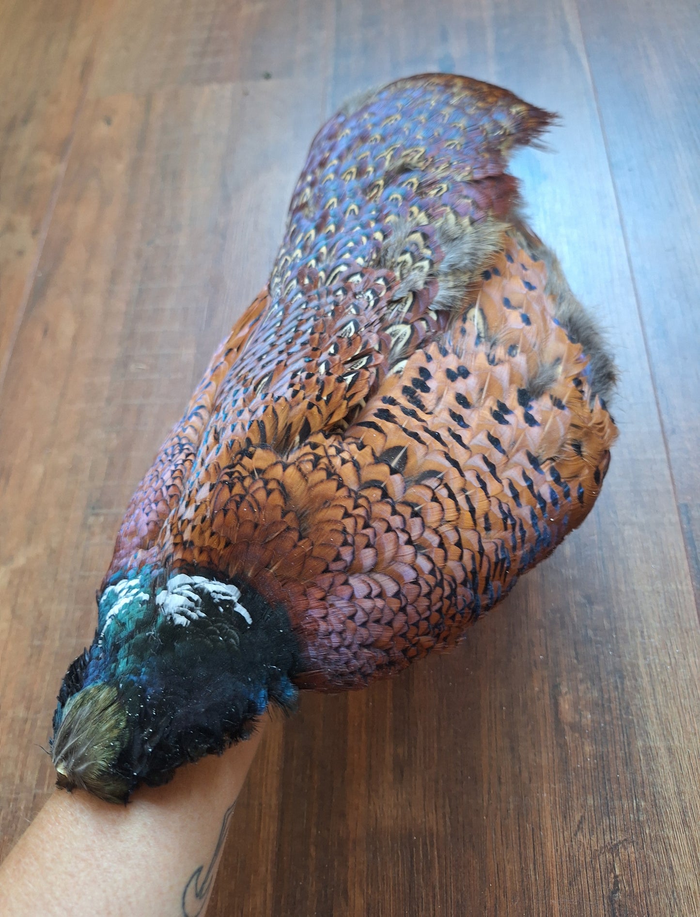 Pheasant skin
