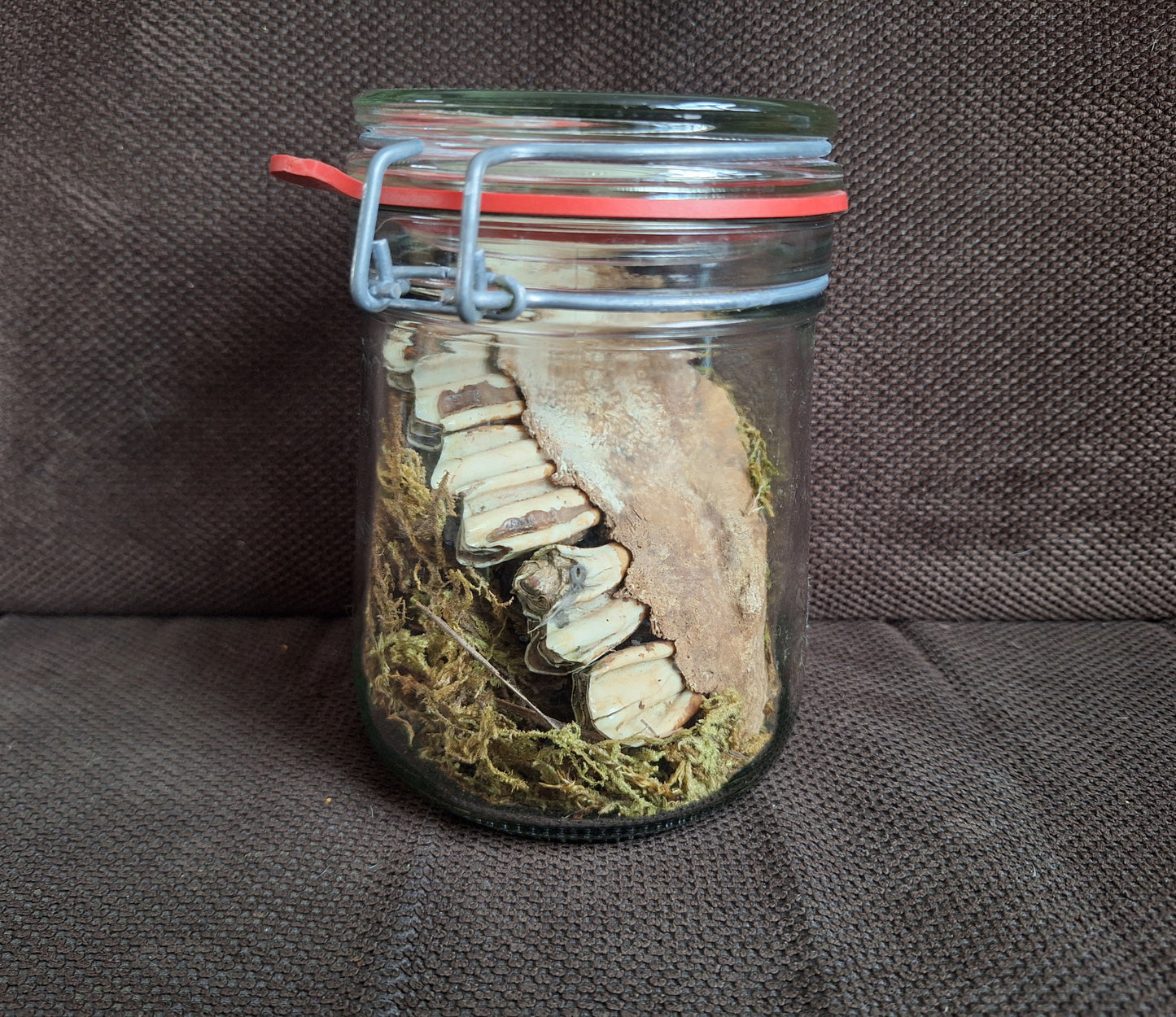 Cow jaw piece, B-quality, in glass jar